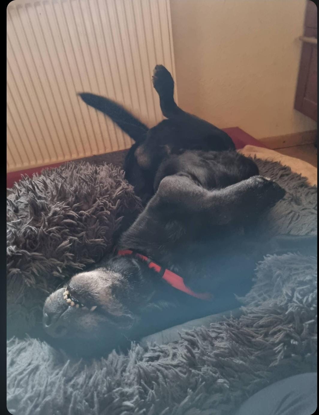 Das Bett ist kuschelig