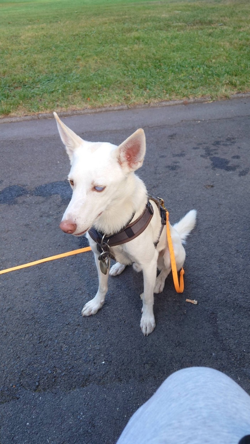 Weißer Hund beim Spaziergang